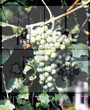 Foto di un grappolo d'uva di Müller Thurgau GM 18